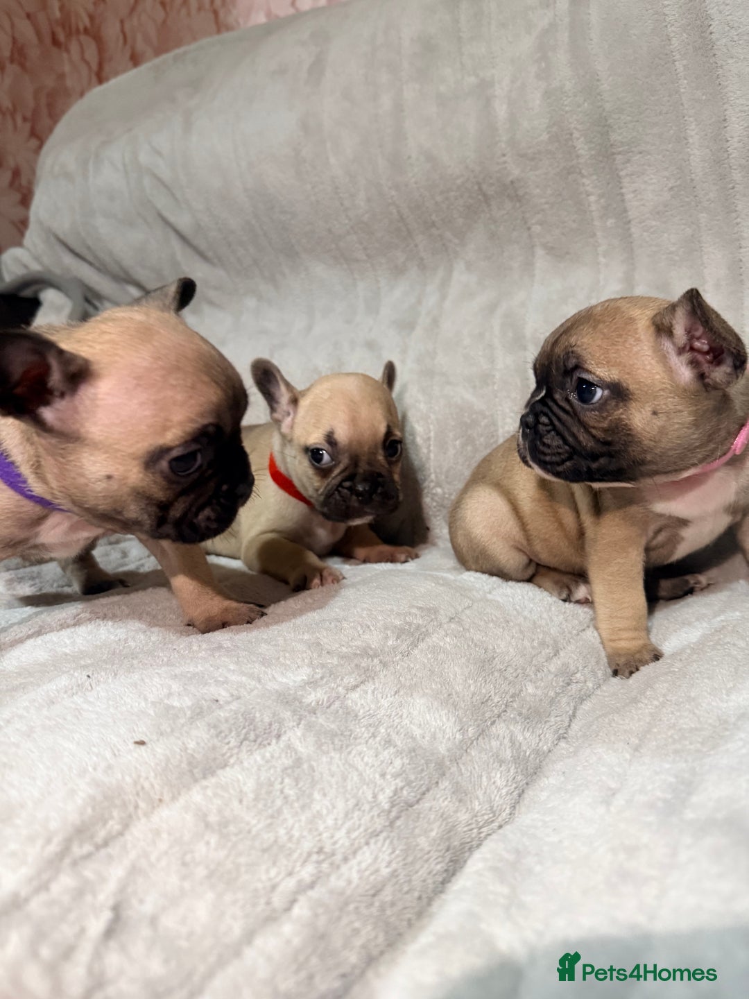French Bulldog dogs for sale: Pedigree Mum Frenchy Pups-Gorgeous and ready soon! - Advert 33
