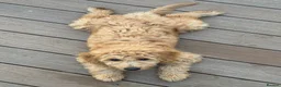 Mini Goldendoodle dogs for sale: READY TO LEAVE - 5* BREEDER & POLICE DOG TRAINER  in Lincoln - Advert 4
