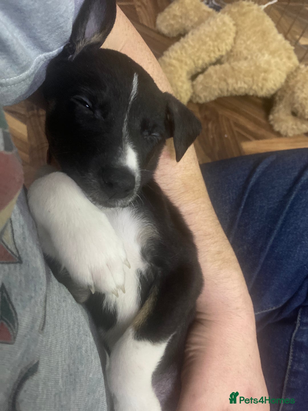 Mixed Breed dogs for sale: Collie lurcher greyhound mix - Advert 40