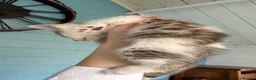 Mixed Breed cats for sale: 7 gorgeous mixed breed kittens  - Advert 24