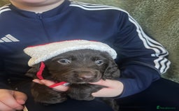 Sprocker dogs for sale: 7 beautiful sprockers for sale  - Advert 2