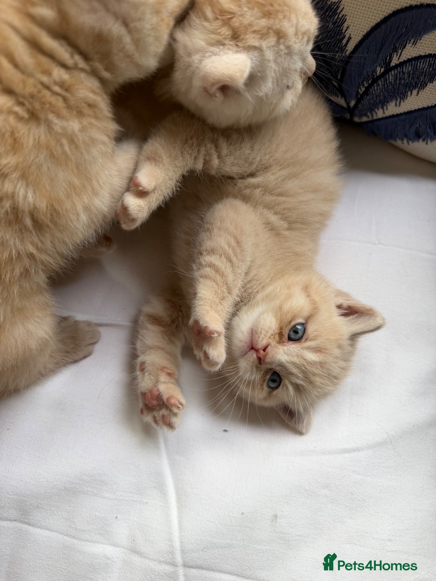 Scottish Fold cats for sale: Scottish fold and straight  - Advert 1