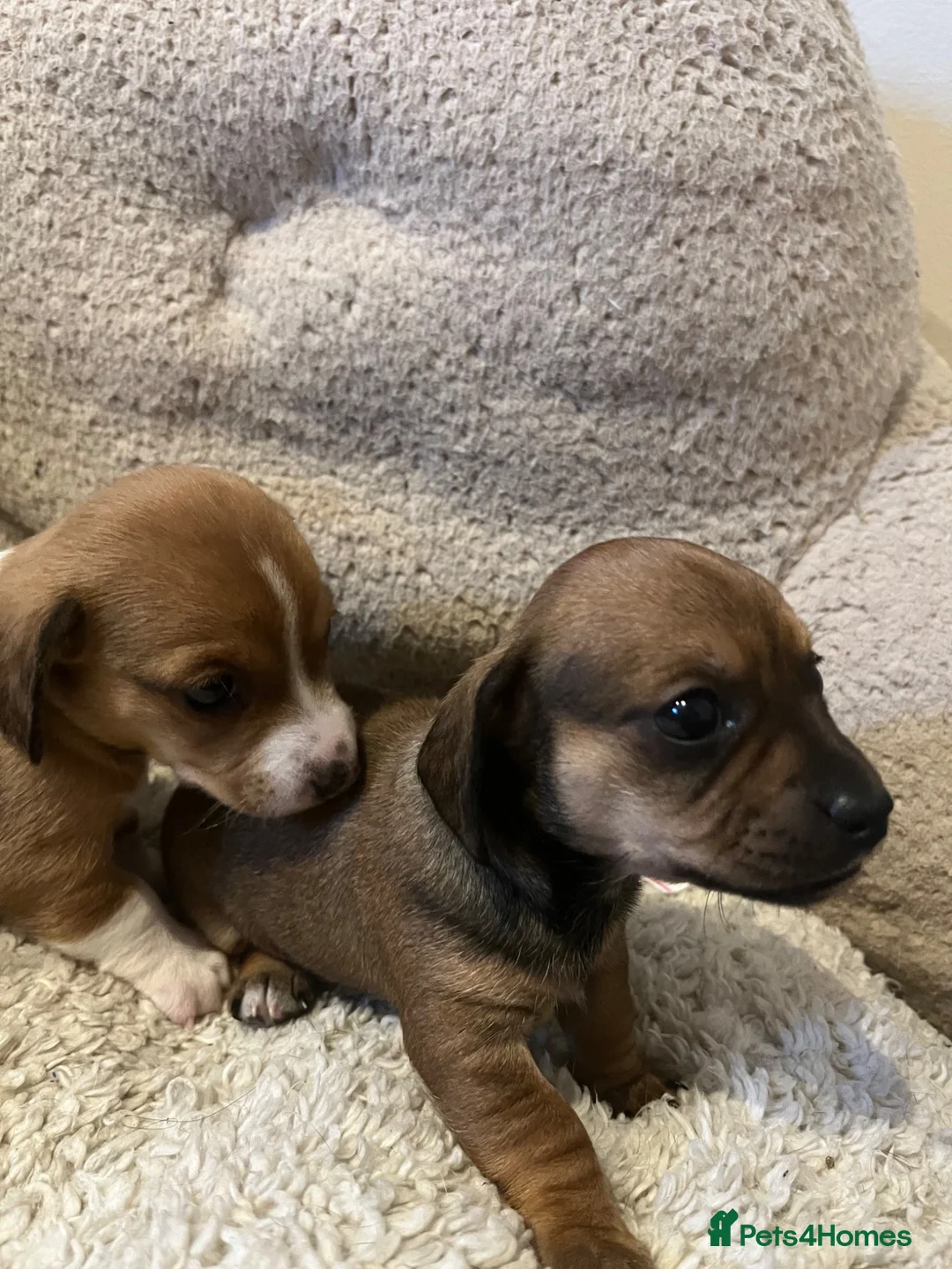 Chiweenie dogs for sale: Beautiful baby chiweenies 🐾🐕 - Advert 2