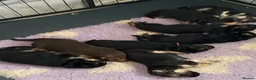 German Shepherd dogs for sale: K/C German Shepherd pups - Advert 22