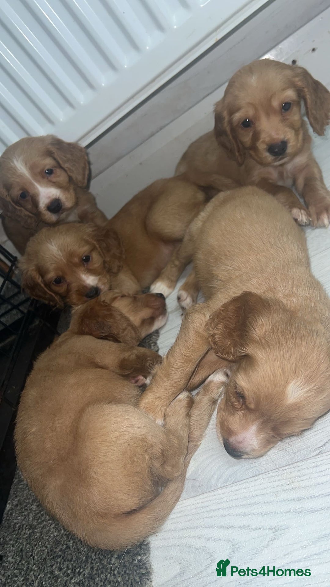 Cocker Spaniel dogs for sale: Gorgeous cocker spaniel puppys - Advert 6