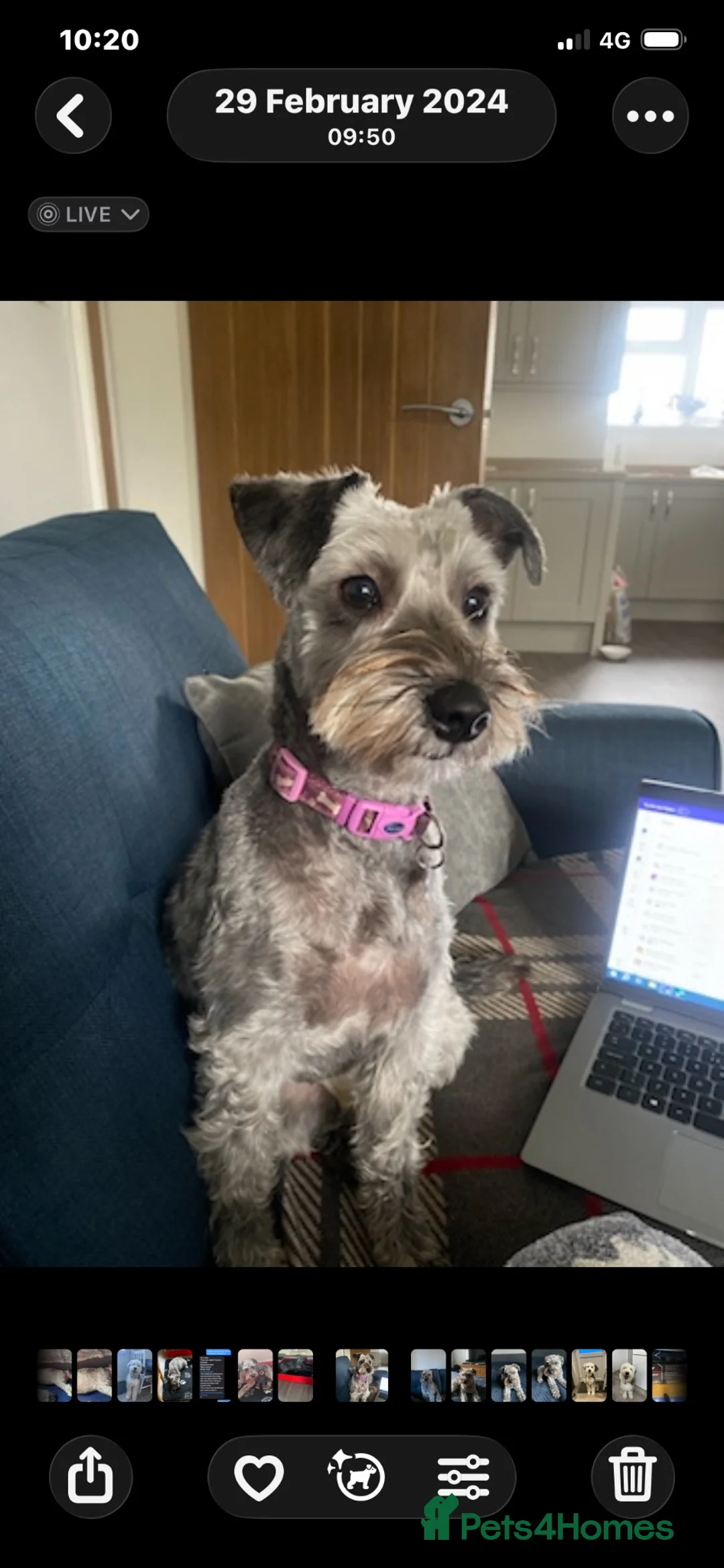 Schnoodle dogs for sale: Last 1 left, beautiful boy Schnoodle  - Advert 2