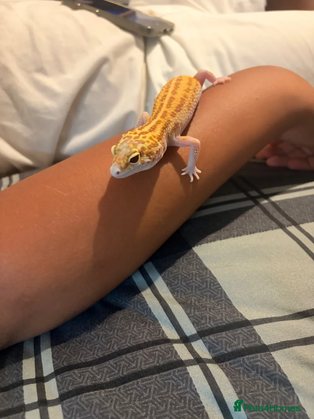 Leopard Gecko reptiles for sale: Female Raptor Leopard Gecko & 3ft Setup – £300 ONO in Slough - Advert 2