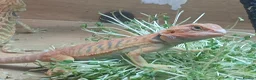 Bearded Dragon reptiles for sale: Baby bearded dragons  - Advert 3