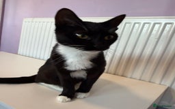 Mixed Breed cats for sale: Two cats - Image 3