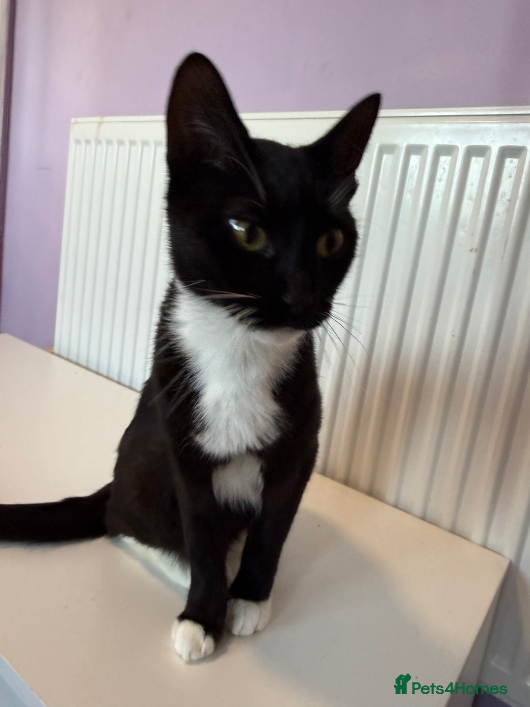 Mixed Breed cats for sale: Two cats - Image 3