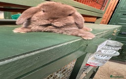 Mini Lop rabbits for sale: MINI LOP BUNNIES / PEDIGREE  - Image 22