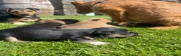 Patterjack dogs for sale: Patterjack puppies  - Advert 6