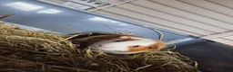 Guinea Pig rodents for sale: Gorgeous baby brothers - Advert 4