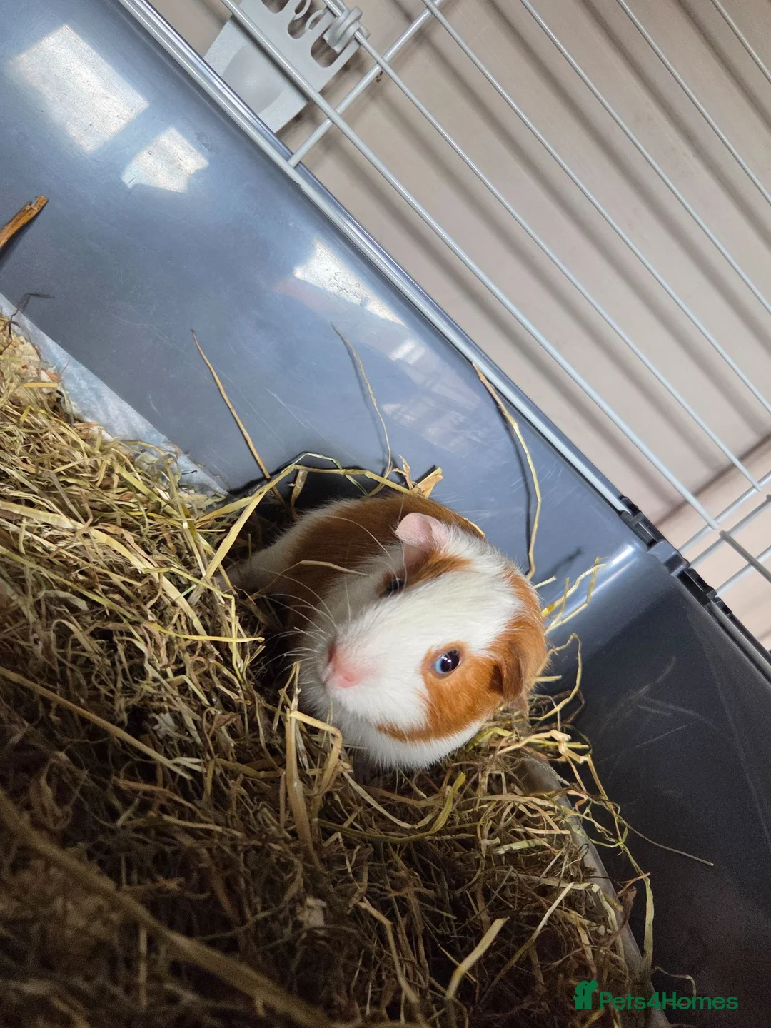 Guinea Pig rodents for sale: Gorgeous baby brothers - Advert 4
