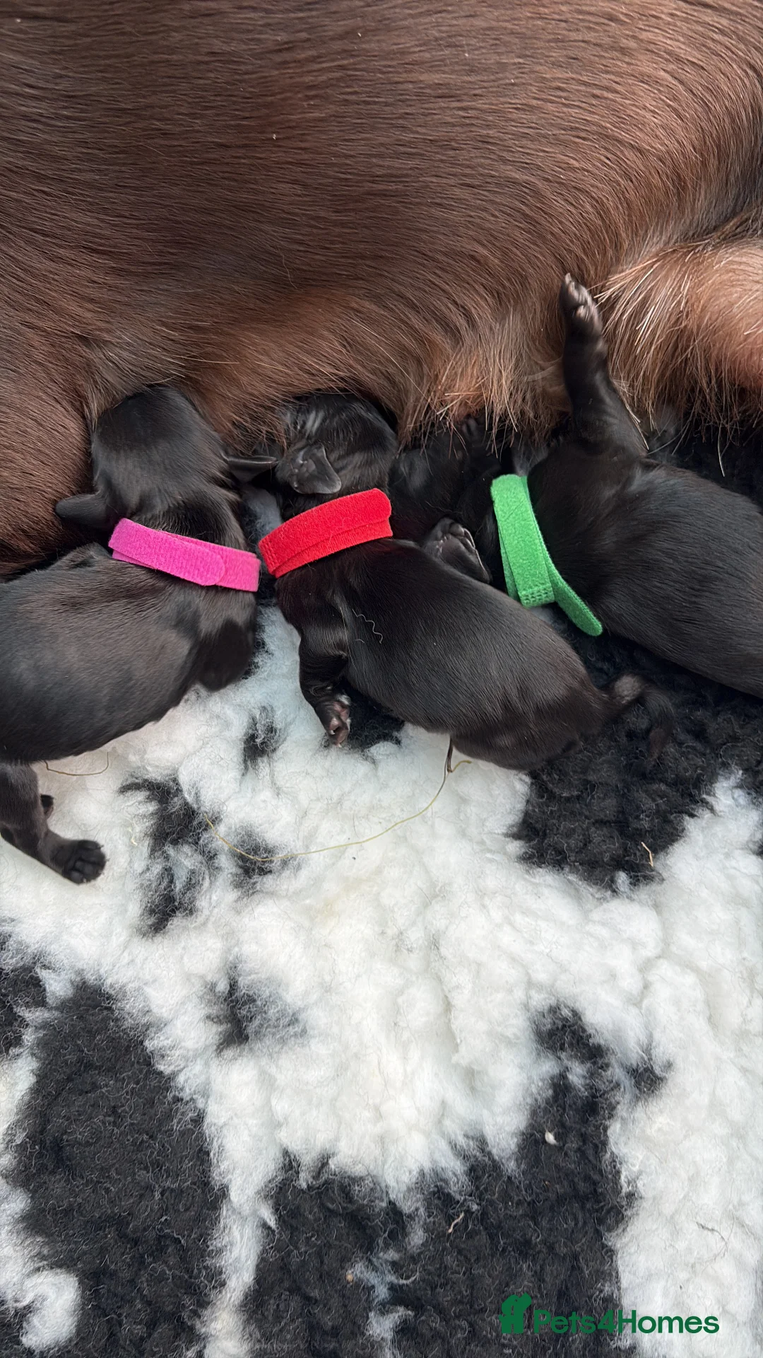 Sprocker dogs for sale: Beautiful sprocker puppies  in Redditch - Advert 2