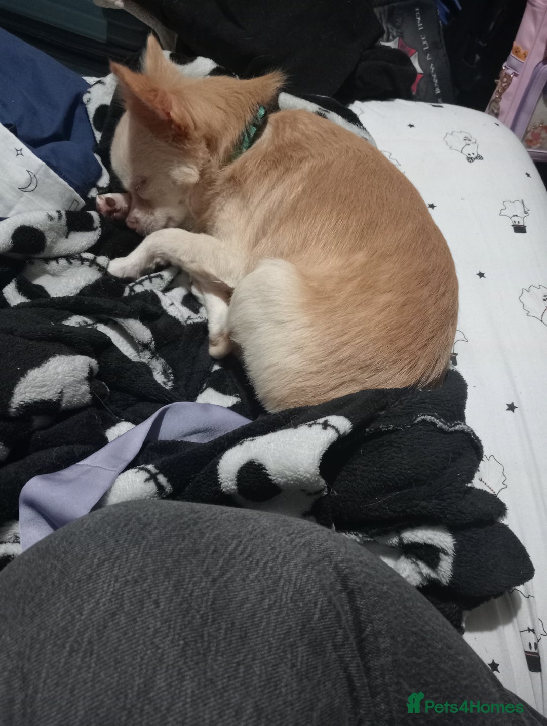 Chihuahua dogs for stud: Stud blonde chihuahua  - Advert 3