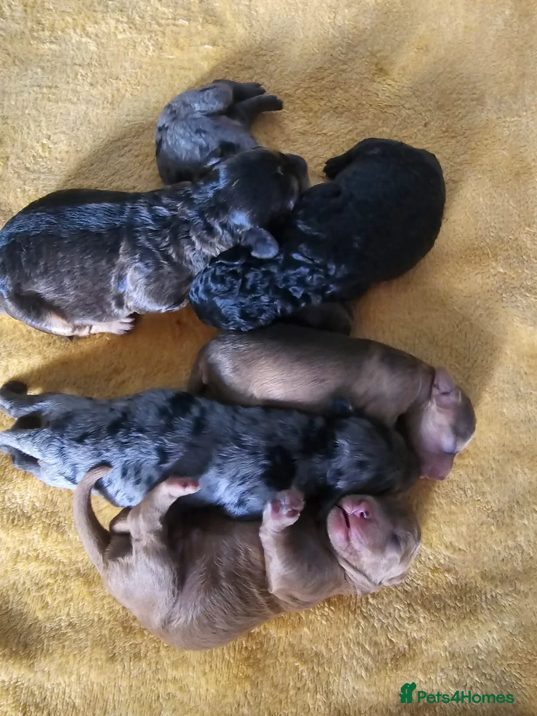 Toy Poodle dogs for stud: toy poodle short notice DNA  tested clear PRA £125 in Nottingham - Advert 19