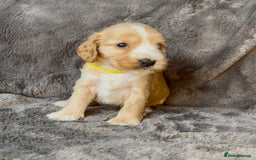 Cocker Spaniel dogs for sale: KC Reg Show Type Cocker Spaniel Pups. Family Home  - Image 25