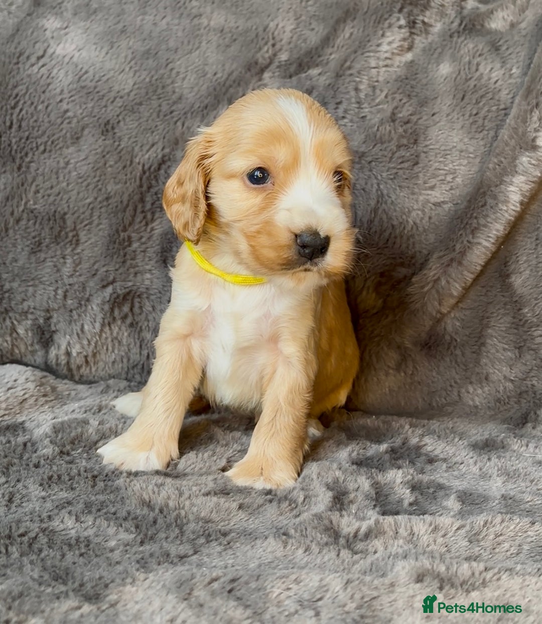 Cocker Spaniel dogs for sale: KC Reg Show Type Cocker Spaniel Pups. Family Home  - Image 25
