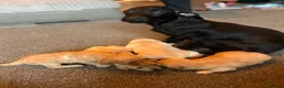 Doxiepoo dogs for sale: Doxiepoo puppies in Doncaster - Advert 5