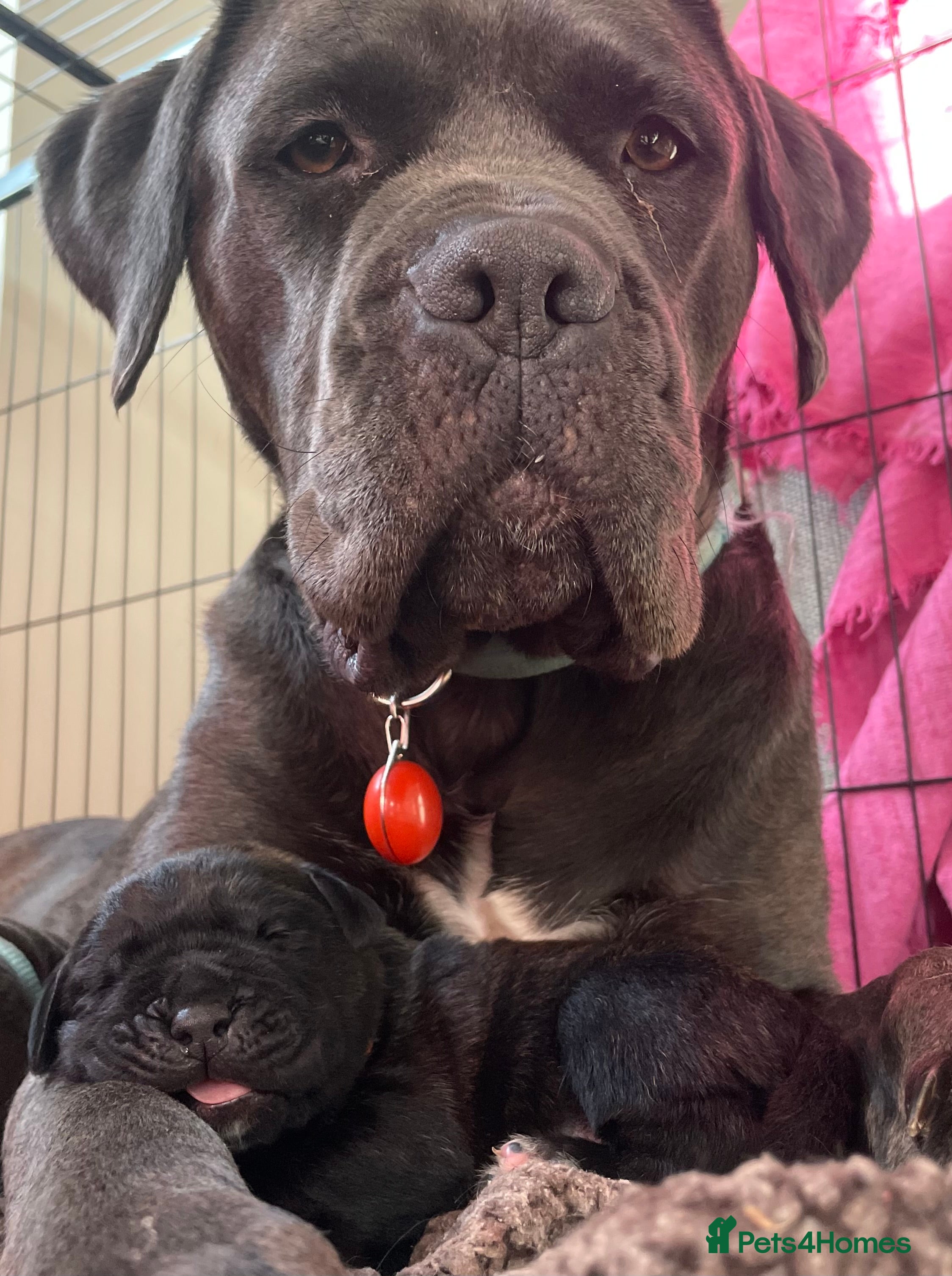 Mixed Breed dogs *ITALIAN MASTIFFS* Cane Corso x Presa Canario Pups - Advert 1