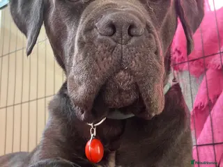 Mixed Breed dogs *ITALIAN MASTIFFS* Cane Corso x Presa Canario Pups - Advert 2