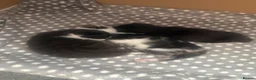 British Shorthair cats for sale: Beautiful British Shorthair Kittens in Westcliff-on-Sea - Advert 17