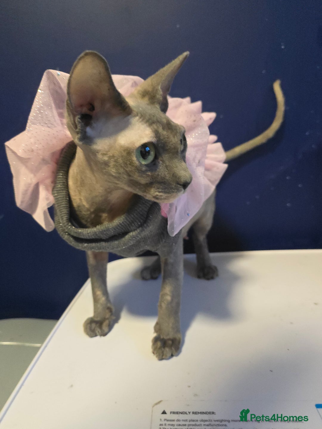 Mixed Breed cats for sale: Beautiful boy and girl  - Advert 11