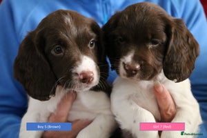 English Springer Spaniel dogs Health Tested English Springer Spaniel Puppies - Advert 4