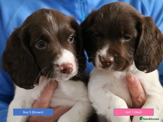 English Springer Spaniel dogs Health Tested English Springer Spaniel Puppies - Advert 2