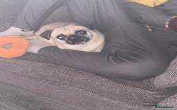Pug dogs for sale: Female 2 year old pug for sale - Image 6