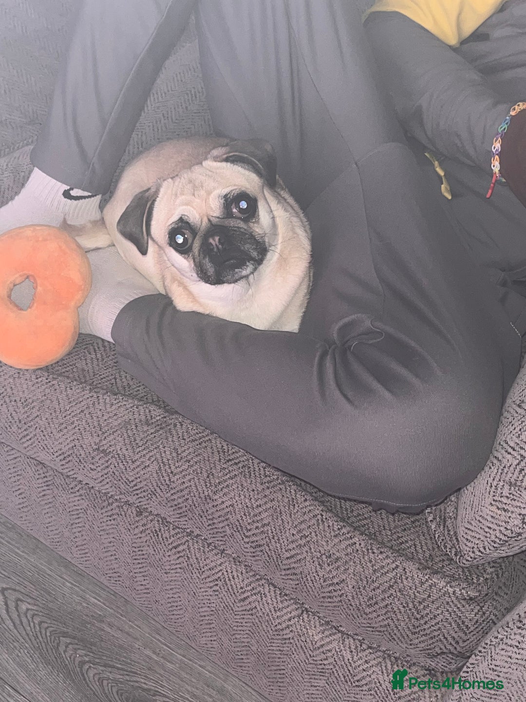 Pug dogs for sale: Female 2 year old pug for sale - Image 6