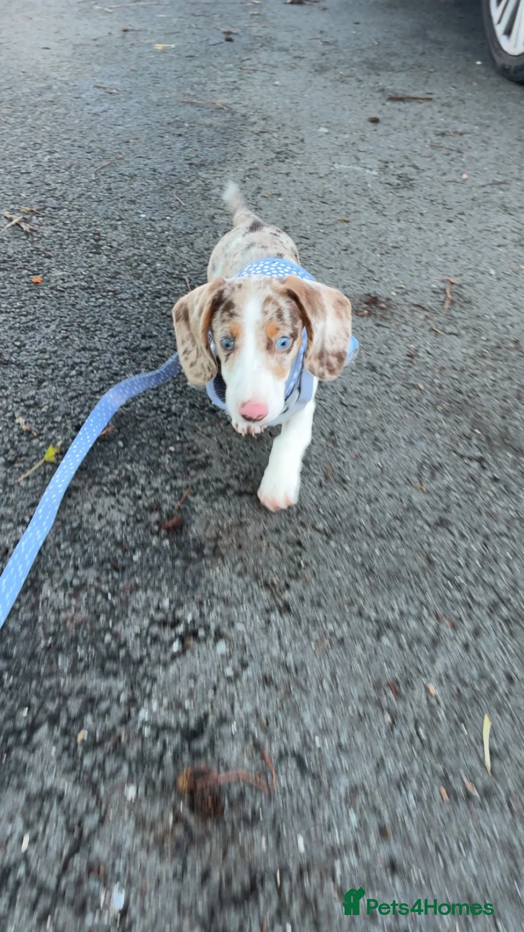 Dachshund dogs for sale: Mini dachshund  in Wigan - Advert 2