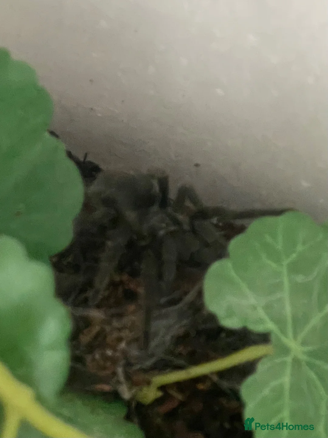 Tarantulas invertebrates for sale: Male G Pulchra and juvenile set up  in Southampton - Advert 2