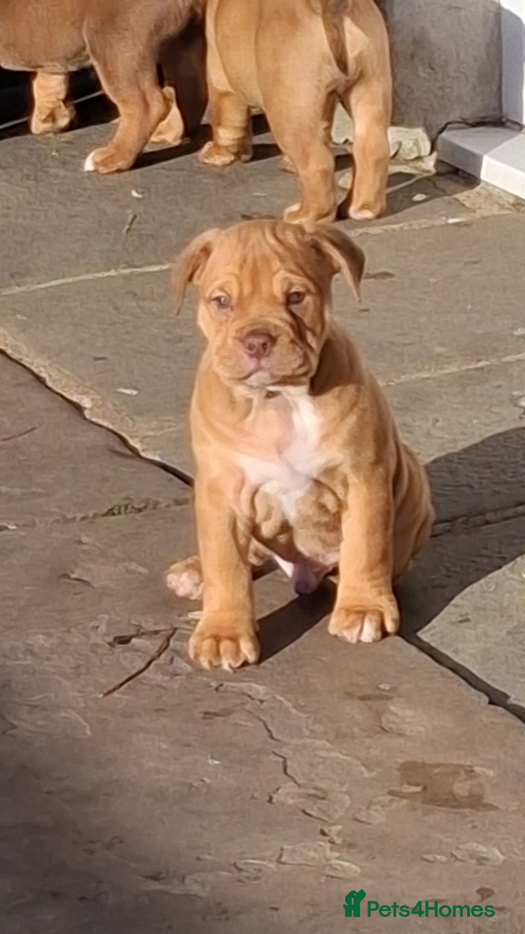 English Bulldog dogs for sale: Beautiful bulldog x rotty mastiff - Advert 14