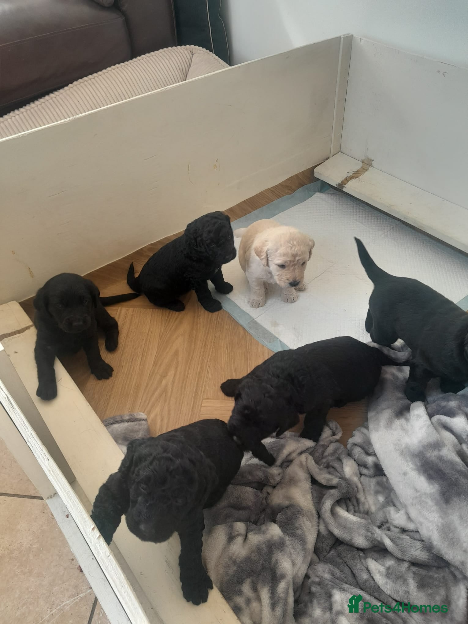 Goldendoodle dogs Goldendoodle puppies for sale - Advert 10