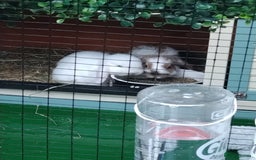 Mini Lop rabbits for sale: Two beautiful mini lop girls  - Image 1
