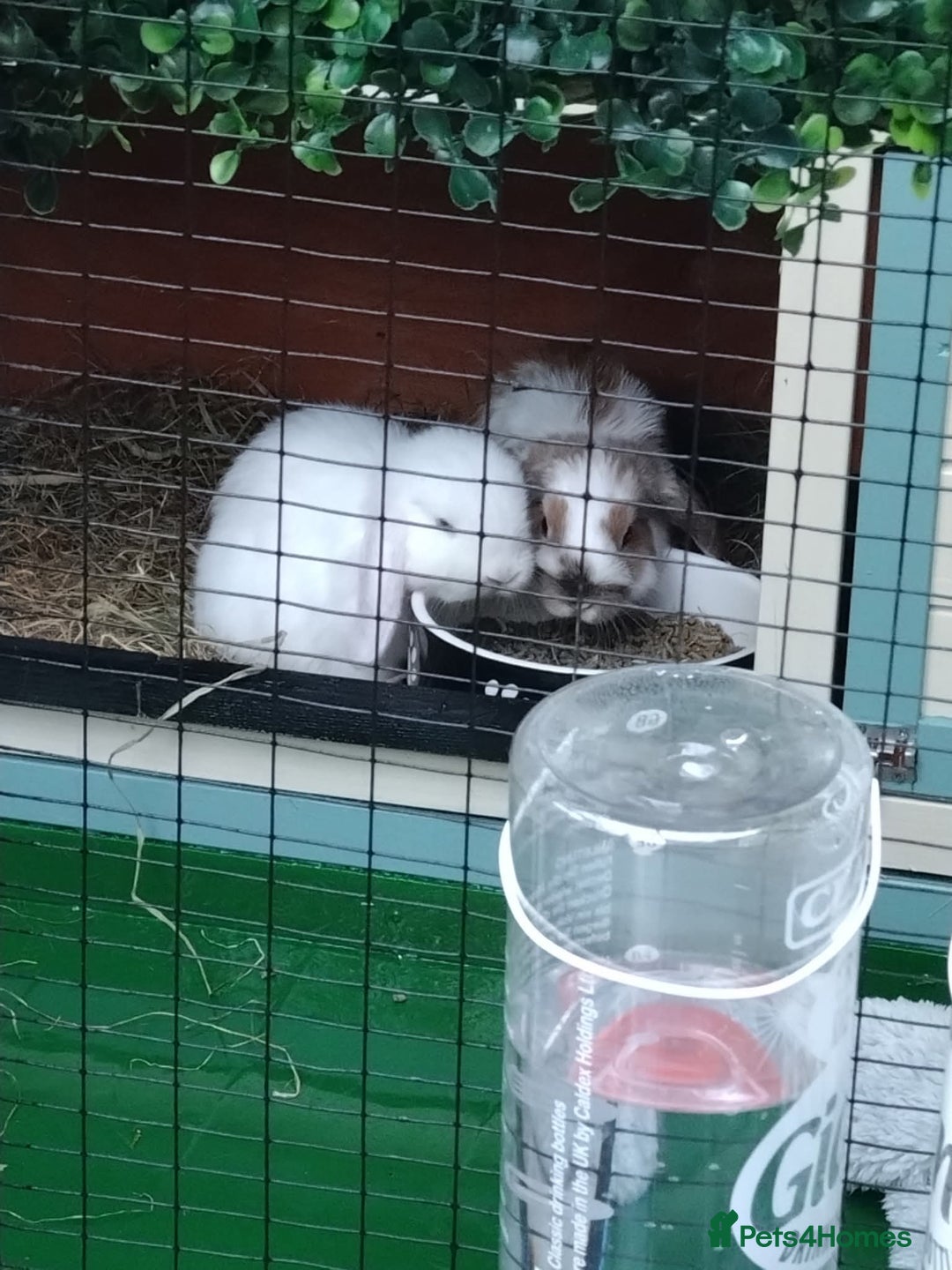Mini Lop rabbits for sale: Two beautiful mini lop girls  - Image 1