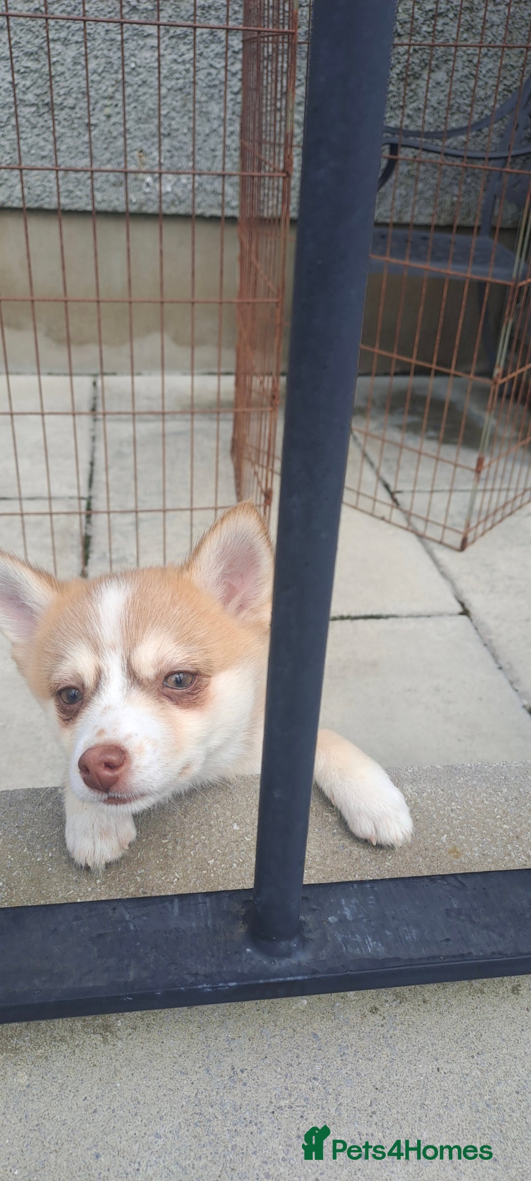 Pomsky dogs for sale: Fully vaccinated, 3 F4 Pomskies. Well socialised. - Image 32