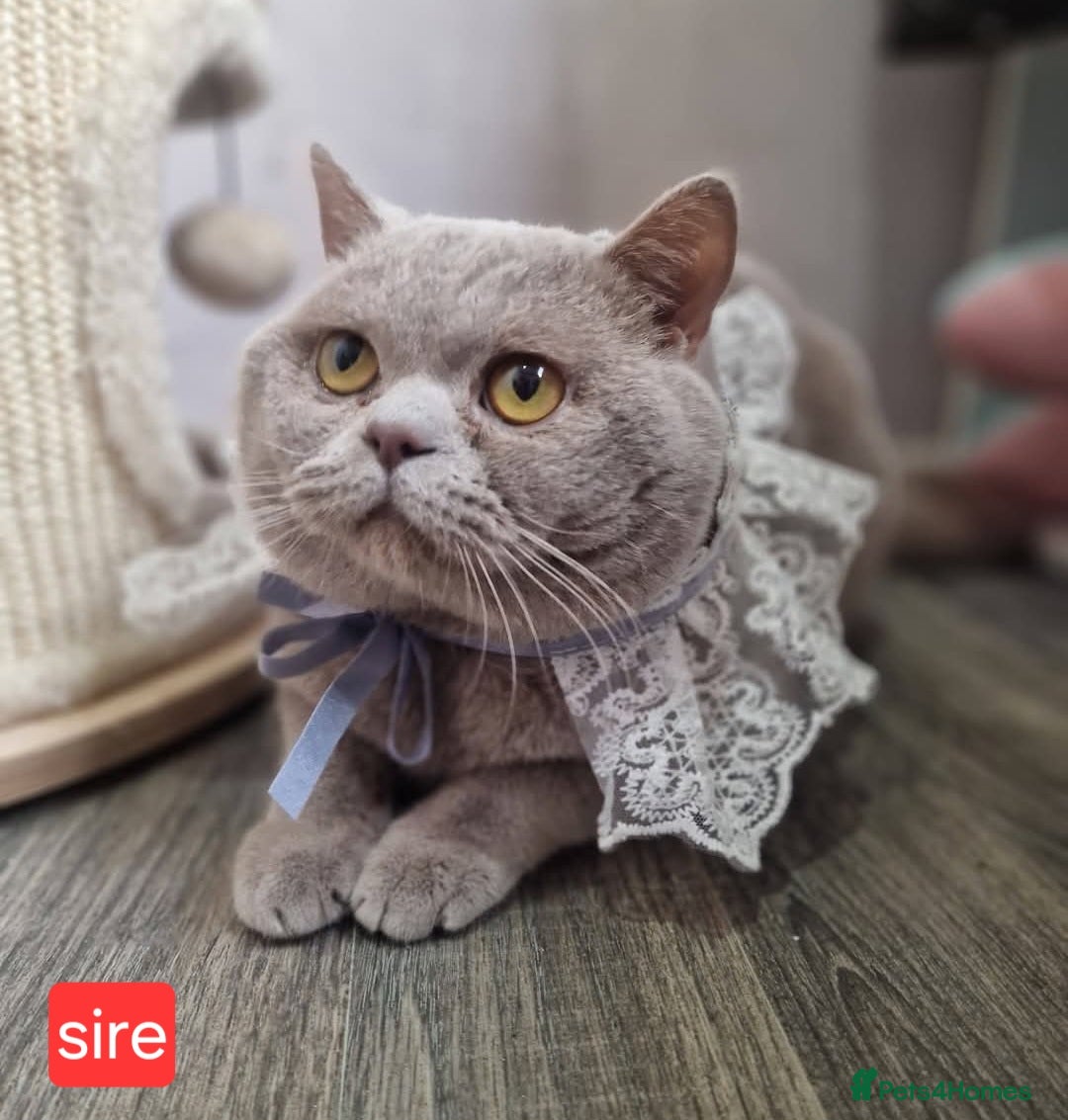 British Shorthair cats for sale: Chunky champion Gccf british shorthair kittens in Bradford - Advert 9