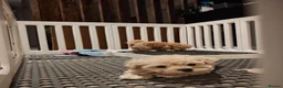 Maltipoo dogs for sale: Maltipoo F1 Toy Size, KC Parents, DNA Tested Clear - Advert 9