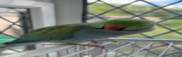 Ringnecks birds for sale: Two Beautiful Indian Ringnecks- READ DESCRIPTION  - Advert 4