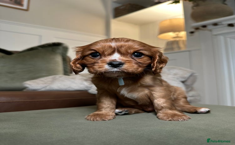Cavalier King Charles Spaniel dogs - Advert 1