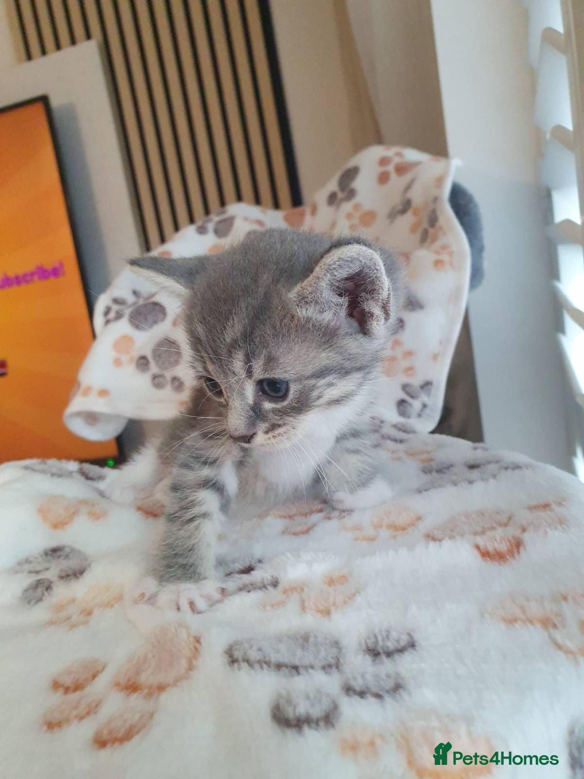 Mixed Breed cats 5 lovely kittens 😸 ♥️  - Advert 2