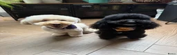 Miniature Poodle dogs for stud: Noodle the Poodle welcomes ladies - Advert 6