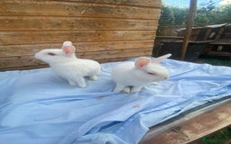 Netherland Dwarf rabbits for sale: Netherland dwarfs  - Image 3