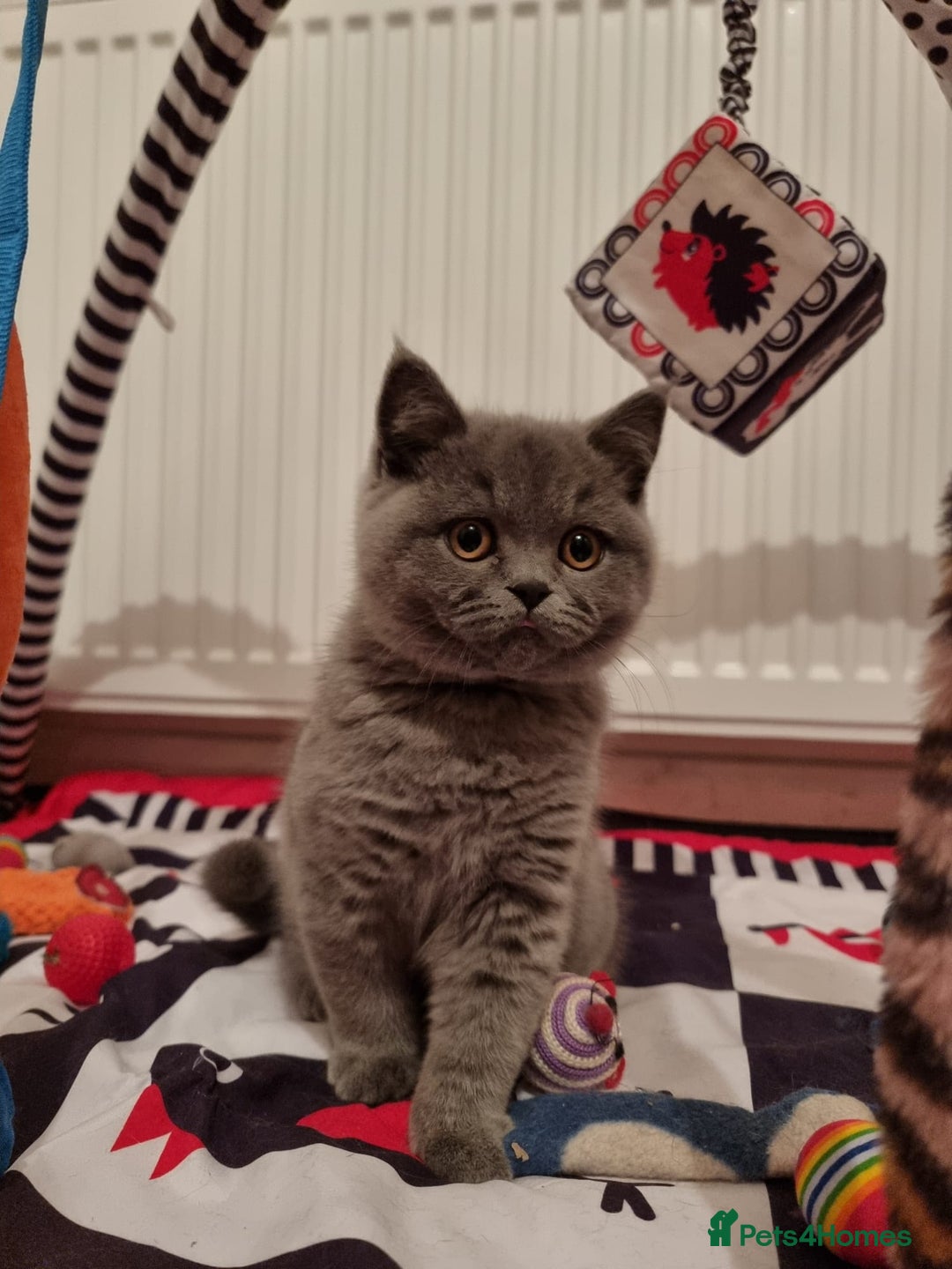 British Shorthair cats for sale:  To Go Now 3 Female Ready GCCF Healthy Pedigree - Advert 33