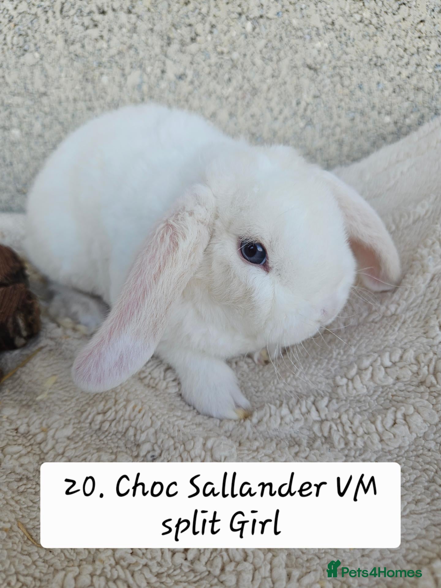 French Lop rabbits 🐻 Ad 2 PUREBRED MINI PLUSH LOPS 💕 - Advert 1