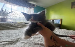 Maine Coon cats for sale: Gorgeous maine coon kittens  - Image 7