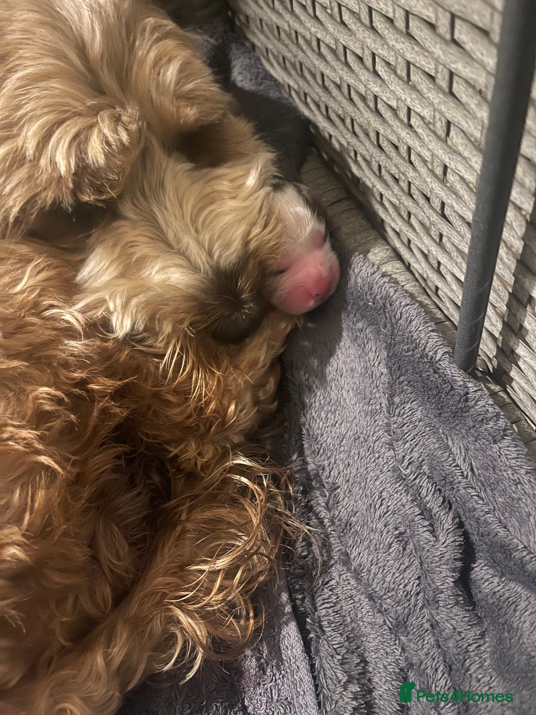 Cockapoo dogs for sale: ⭐️ Outstanding cockapoo female puppy ⭐️  - Advert 12